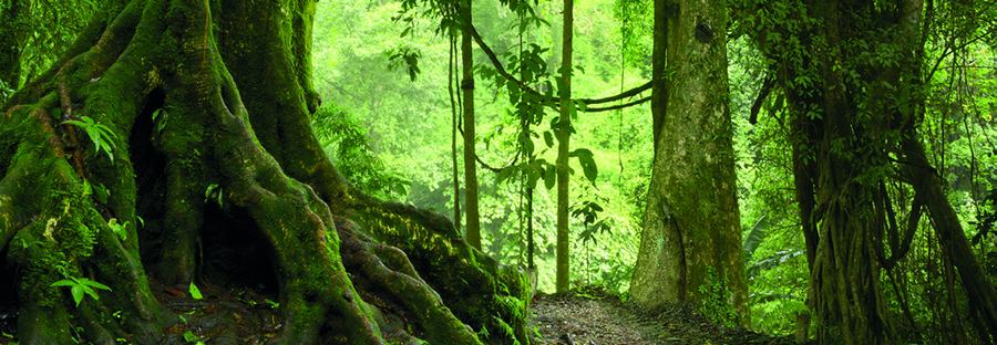 Foresta, compensazione delle emissioni